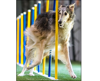 Top Agility Borzoi 2023